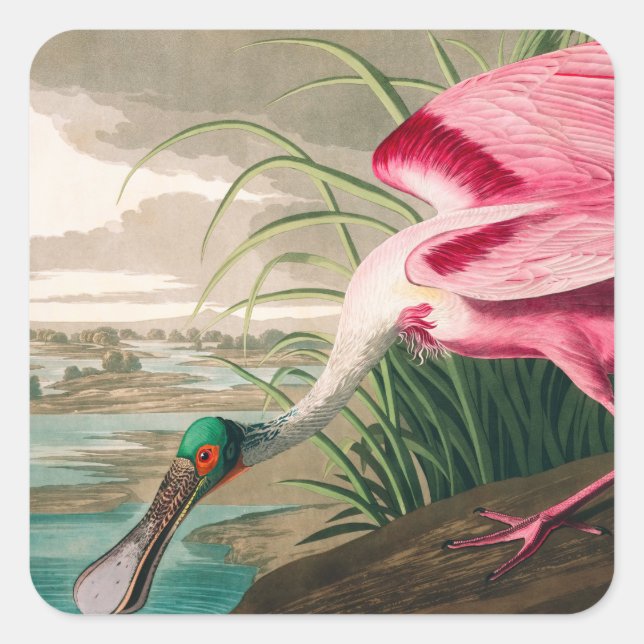Pegatina Cuadrada Roseate Spoonbill de John James Audubon (Anverso)