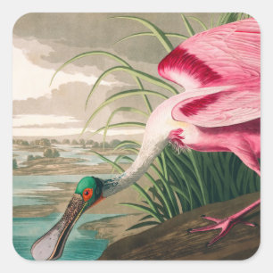 Pegatina Cuadrada Roseate Spoonbill de John James Audubon