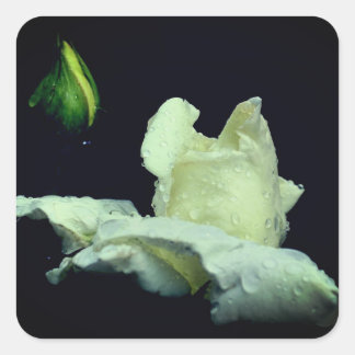 Pegatina Cuadrada Rosebud Blanco Después De La Lluvia