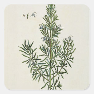 Pegatina Cuadrada Rosmarinus Officinalis, "de un herbario curioso",