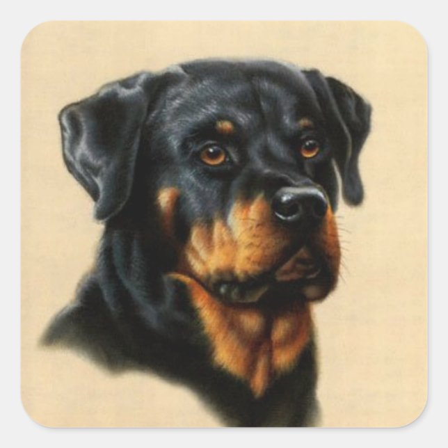 Pegatina Cuadrada Rottweiler (Anverso)