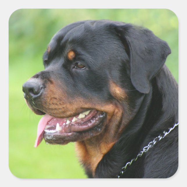 Pegatina Cuadrada rottweiler (Anverso)