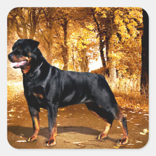 Pegatina Cuadrada Rottweiler