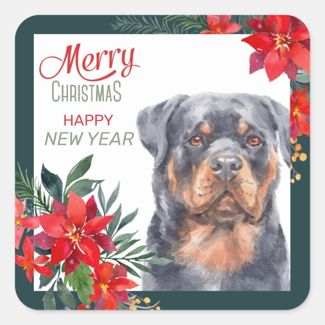 Pegatina Cuadrada Rottweiler Dog Poinsettia Navidades fronterizos (Anverso)