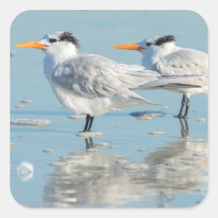 Pegatina Cuadrada Royal Terns en la playa