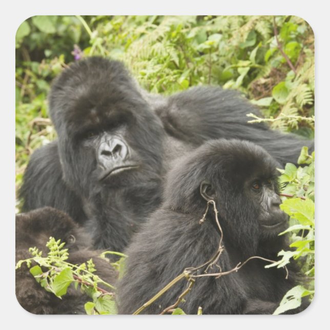 Pegatina Cuadrada Ruanda, Parque Nacional de los Volcanes (Anverso)
