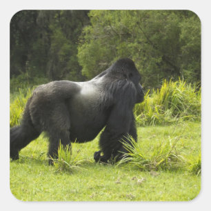 Pegatina Cuadrada Ruanda, Parque Nacional de los Volcanes