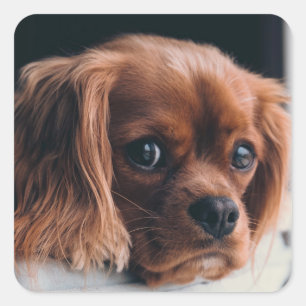 Pegatina Cuadrada Ruby Cavalier King Charles Spaniel Dog