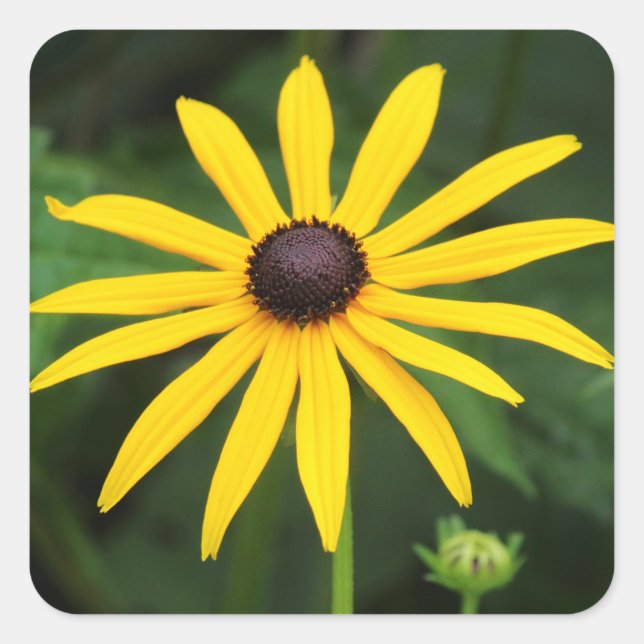 Pegatina Cuadrada Rudbeckia hirta (Anverso)
