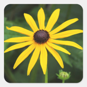Pegatina Cuadrada Rudbeckia hirta