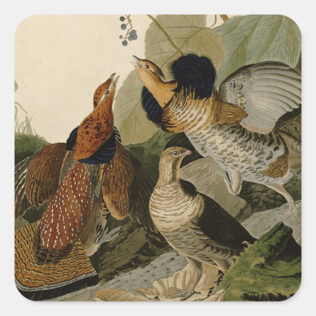 Pegatina Cuadrada Ruffed Grouse Audubon Game Bird (Anverso)