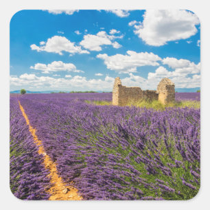 Pegatina Cuadrada Ruina en campo de lavanda, Francia