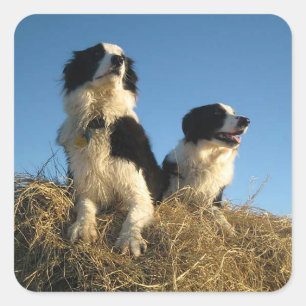 Pegatina Cuadrada Rústico Border Collie Cachorro Perro Negro Y Blanc