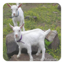 Saanan Goat Kids ~