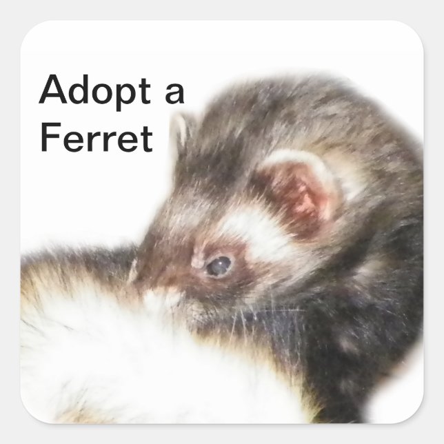 Pegatina Cuadrada Sable Ferret Picture (Anverso)