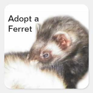 Pegatina Cuadrada Sable Ferret Picture