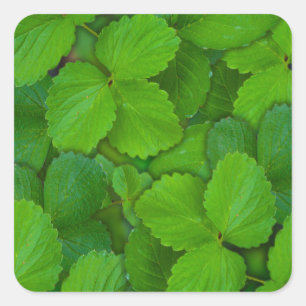 Pegatina Cuadrada Sacro Basil Hojas de la Moneda Verde de Tulsi