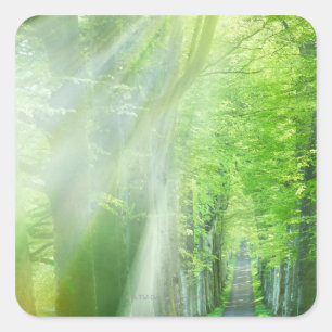 Pegatina Cuadrada Sacudones de luz solar