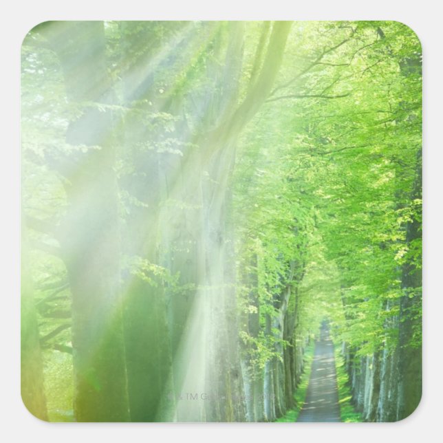 Pegatina Cuadrada Sacudones de luz solar (Anverso)