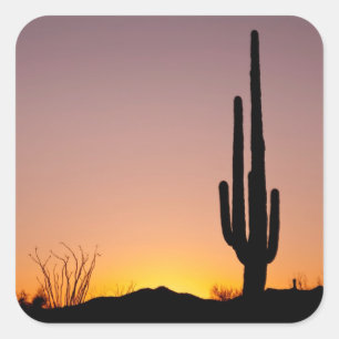 Pegatina Cuadrada Saguaro Cactus al atardecer