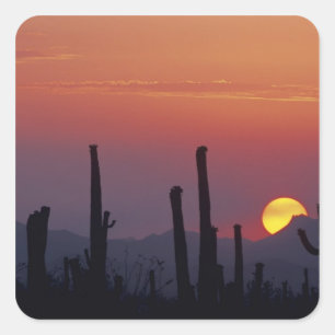 Pegatina Cuadrada Saguaro Cactus Carnegiea gigantea), puesta del sol