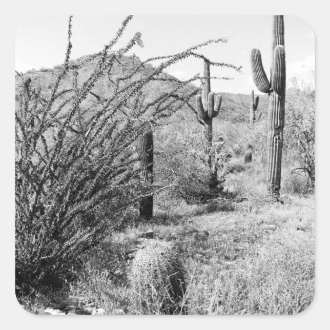 Pegatina Cuadrada Saguaro Cactus Desert Garden Personalizado Decreto (Anverso)