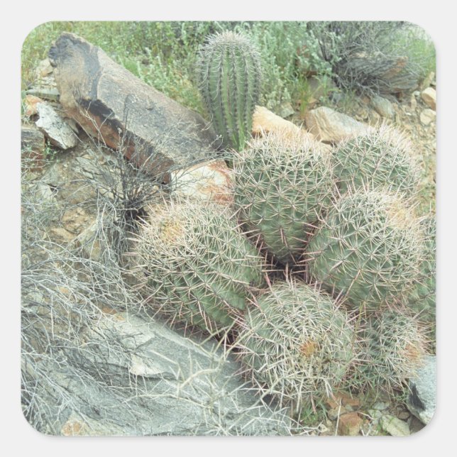 Pegatina Cuadrada Saguaro Desierto Swirl Cactus Personalizado Pegati (Anverso)