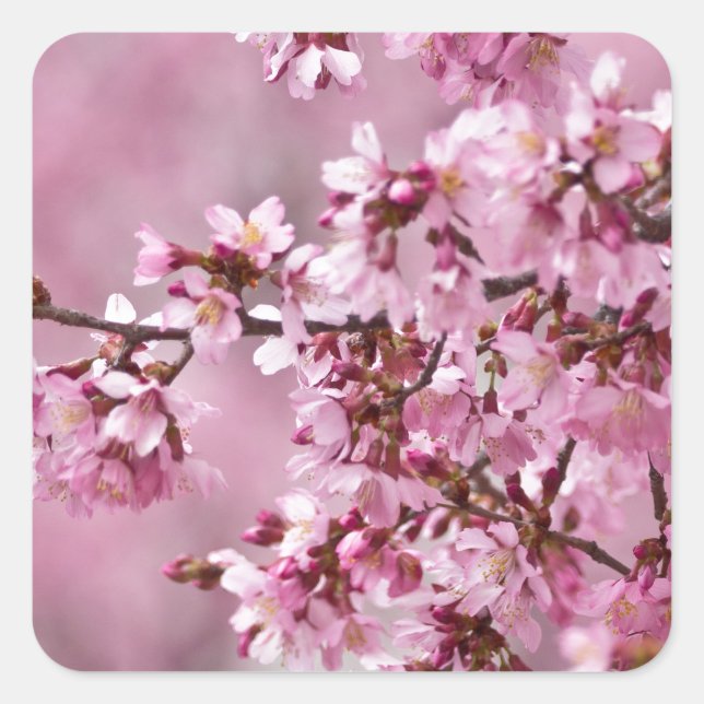 Pegatina Cuadrada Sakura cerezos florecen en capas rosadas pasteles (Anverso)