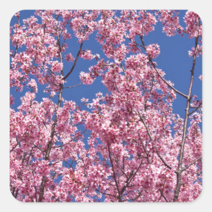 Pegatina Cuadrada Sakura Flor de Cerezo en el Azul
