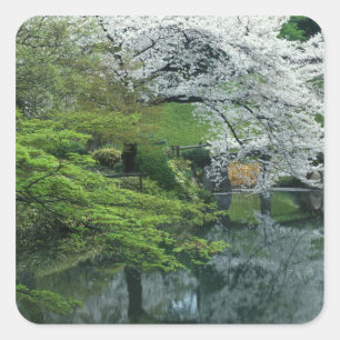 Pegatina Cuadrada Sakura, Koishikawa Koraku-en Garden, Tokio,