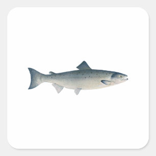 Pegatina Cuadrada Salmón atlántico