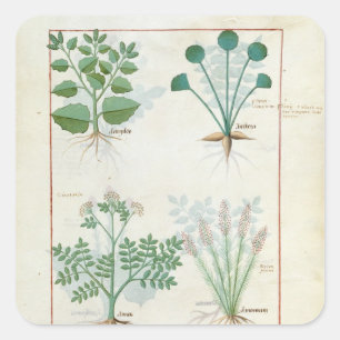 Pegatina Cuadrada Salt Bush y Anthora Absinthium y Cardamom