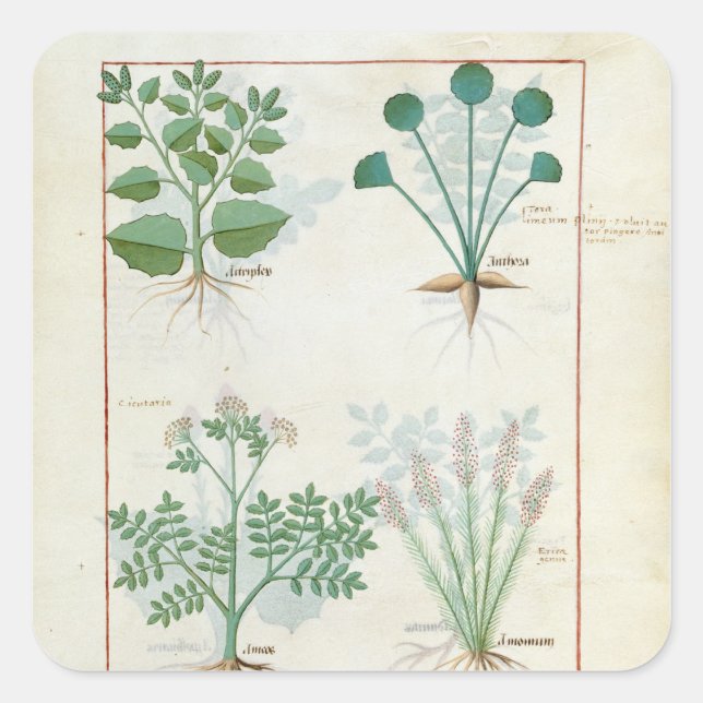 Pegatina Cuadrada Salt Bush y Anthora Absinthium y Cardamom (Anverso)