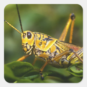 Pegatina Cuadrada Saltamontes, Parque Nacional Everglades, Florida,