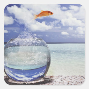 Pegatina Cuadrada Salto del Goldfish