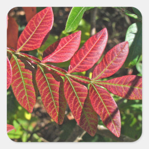 Pegatina Cuadrada Saltos Sumac En Otoño