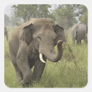Pegatina Cuadrada Saludo de elefante asiático indio
