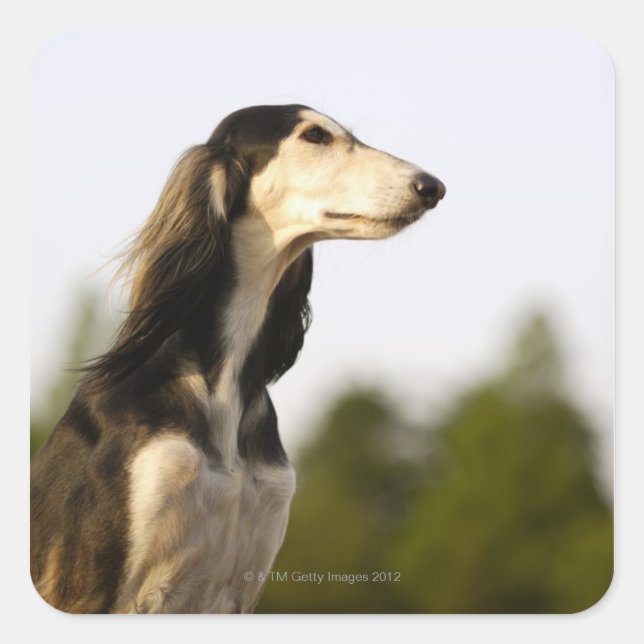 Pegatina Cuadrada Saluki 2 (Anverso)