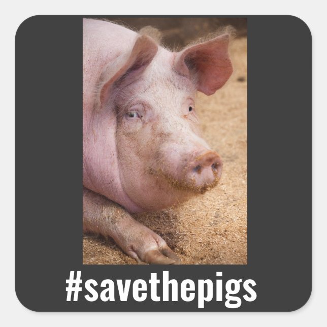 PEGATINA CUADRADA SALVAR A LOS PIGS PIG VEGAN PEGATINAS (Anverso)