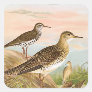 Pegatina Cuadrada Sandpipers Vintage Bird Ilustracion