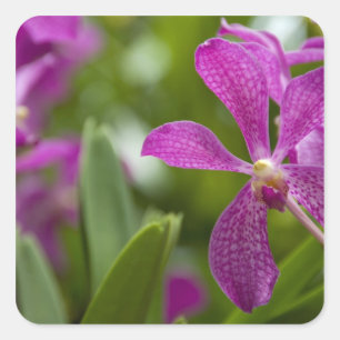 Pegatina Cuadrada Sánscrito de Singapur para Ciudad León). Nacional