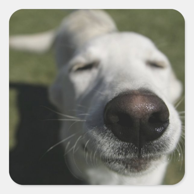 Pegatina Cuadrada Santa Fe, Nuevo México (Anverso)