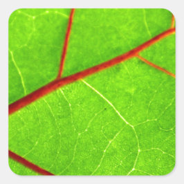 Pegatina Cuadrada Santo Tomás 1