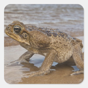 Pegatina Cuadrada Sapo Cane Rhinella marina, previamente Bufo