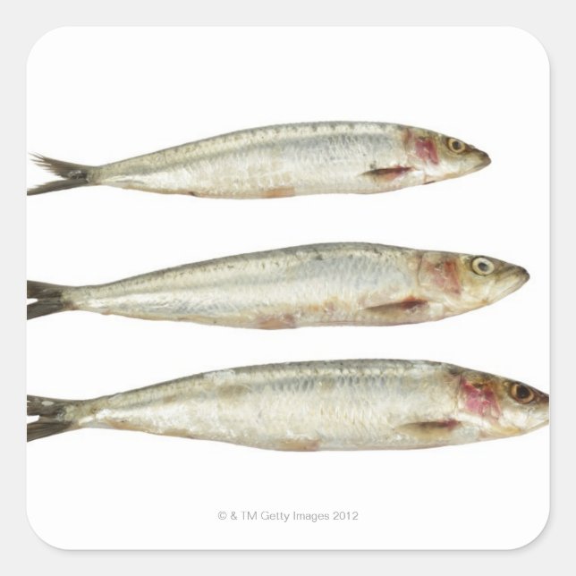 Pegatina Cuadrada Sardinas (Pilares) 2 (Anverso)