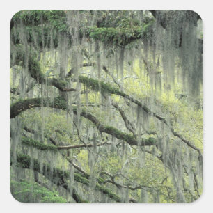 Pegatina Cuadrada Savannah, Georgia, árbol de roble vivo cubierto co