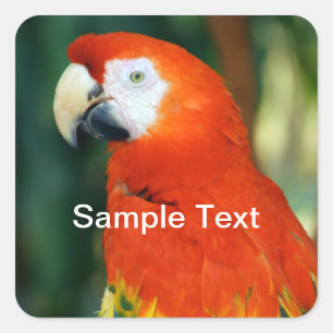 Pegatina Cuadrada Scarlet Macaw
