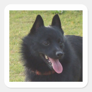 Pegatina Cuadrada Schipperke.png