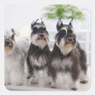 Pegatina Cuadrada Schnauzers en miniatura en el borde de la mesa