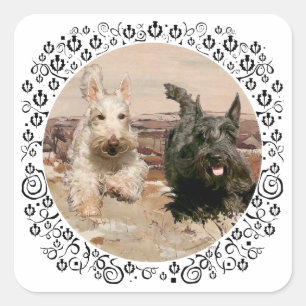 Pegatina Cuadrada Scotties trigueños y negros corriendo